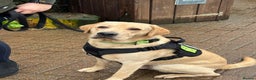 Labrador Retriever dogs for sale: Amazing Labrador for sale  - Advert 1