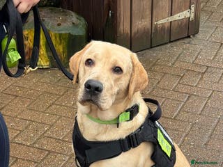 Labrador Retriever dogs Amazing Labrador for sale - Advert 1