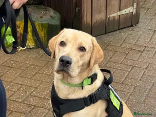 Labrador Retriever dogs Amazing Labrador for sale - Advert 10