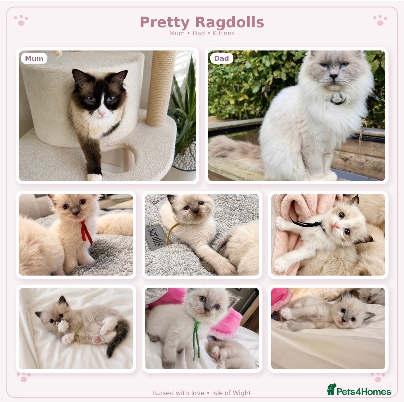 Ragdoll cats  🐾 Pure Ragdoll Kittens – The Summer Litter ☀️  - Advert 1