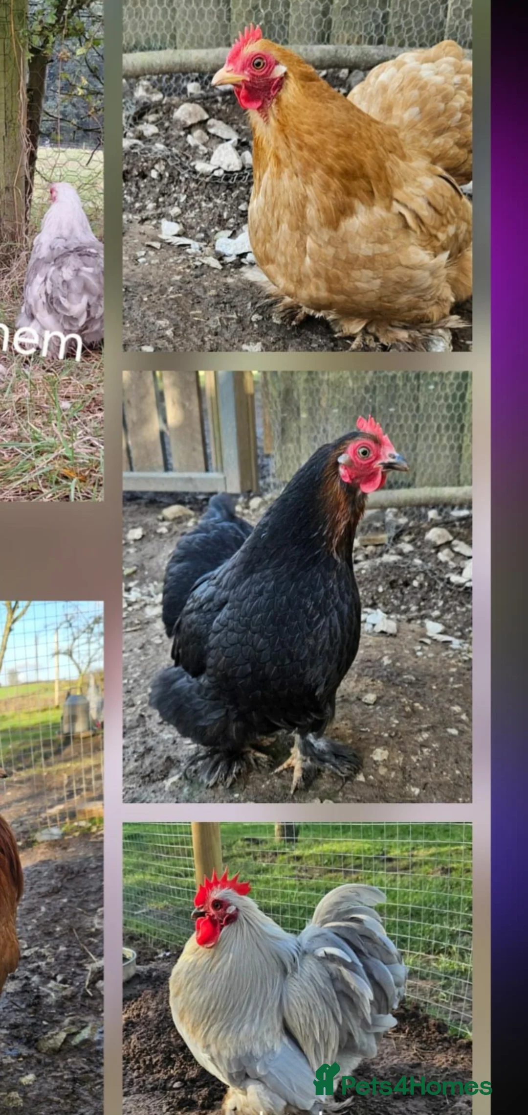 Hens poultry for sale: Pekin bantam Hatching eggs and chicks  in Ashbourne - Advert 2