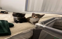 Domestic Shorthair cats for sale: 3 beautiful kittens!  - Image 6