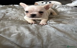 French Bulldog dogs for sale: 3 beautiful girls  - Image 4