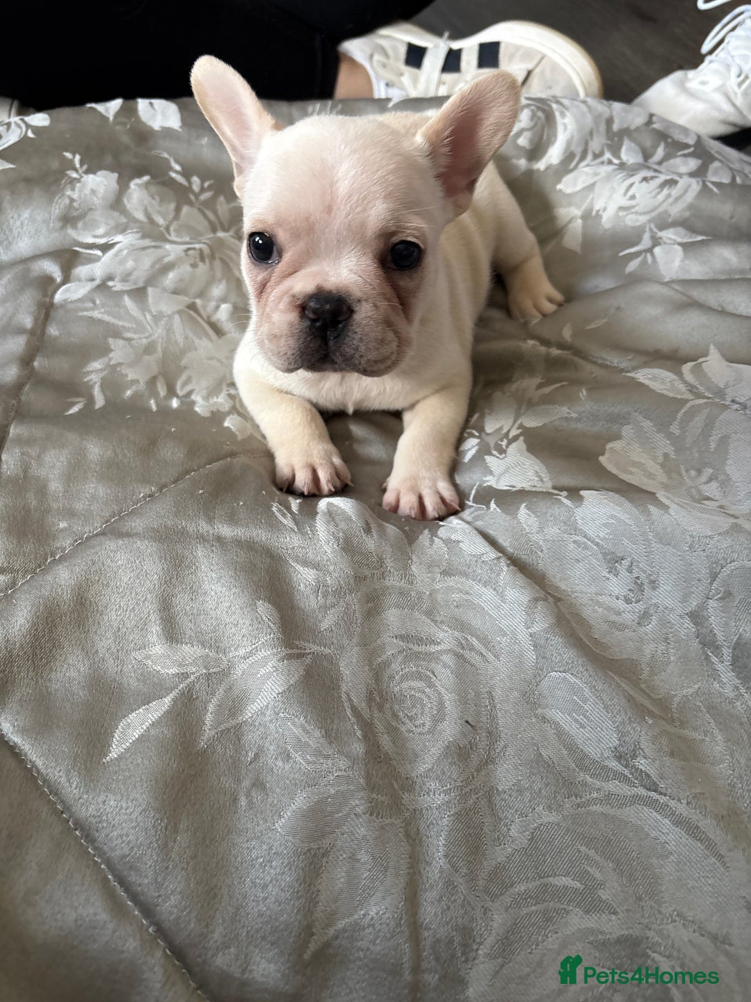 French Bulldog dogs for sale: 3 beautiful girls  - Image 4