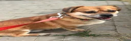 Mixed Breed dogs for adoption: 💙MAXIMILIAN💙: LOVES PEOPLE MORE THAN ANYTHING in Oxford - Advert 14
