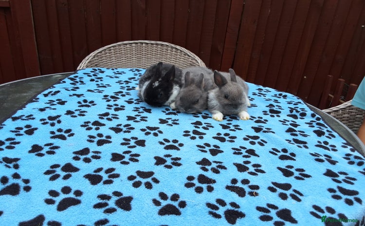 Netherland Dwarf rabbits - Advert 1