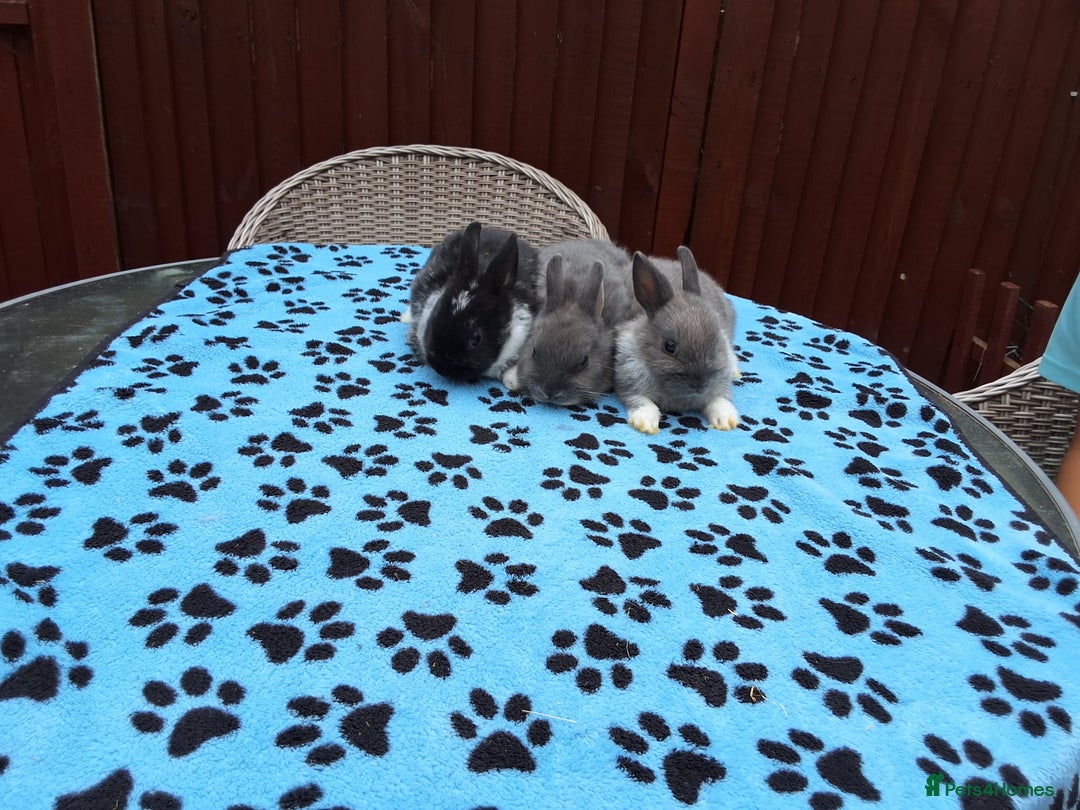 Netherland Dwarf rabbits for sale: 3 Netherland Dwarf bunnies ready 4 forever homes  - Image 1