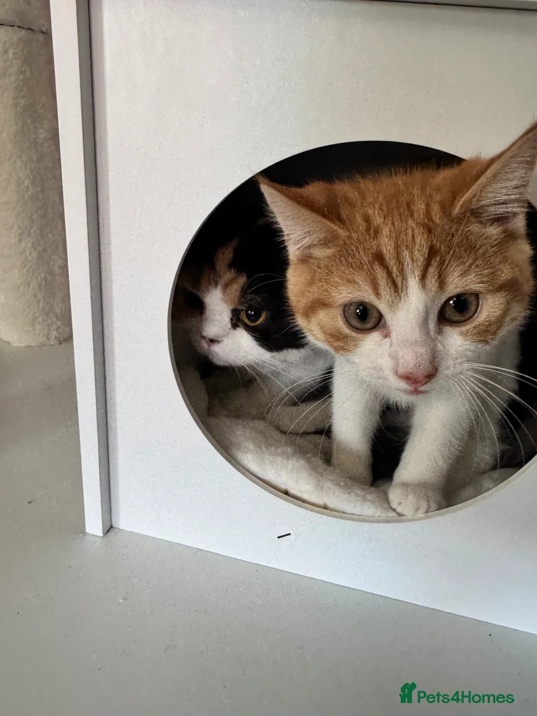 Mixed Breed cats for sale: Kitten  - Advert 2