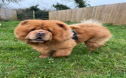 Chow Chow dogs for sale: ONE GIRL LEFT! Adorable Chow Chow Cubs 🐻  - Image 15