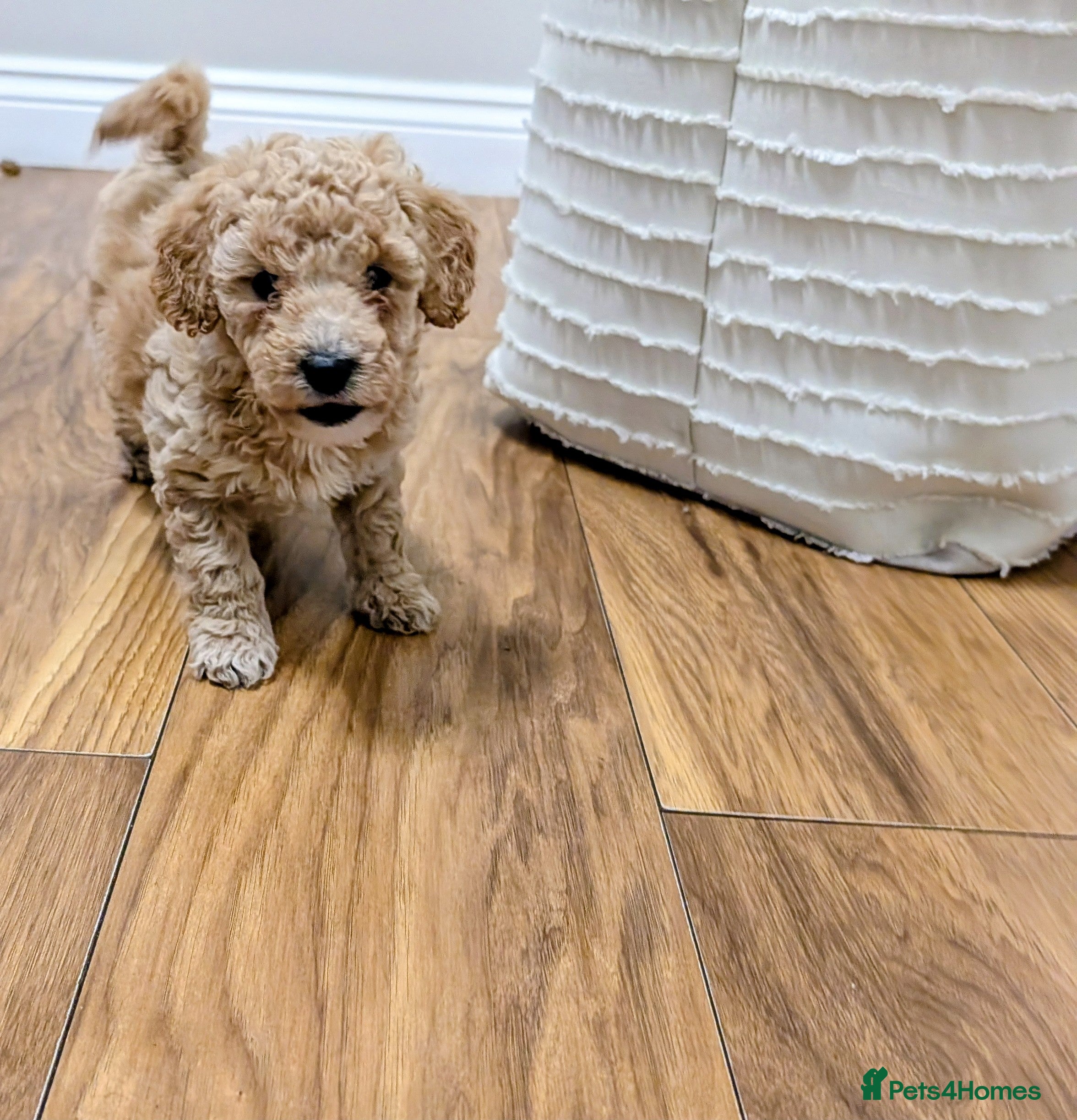 Sheepadoodle dogs Sheepadoodle  - Advert 16