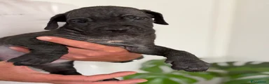 Cane Corso 5