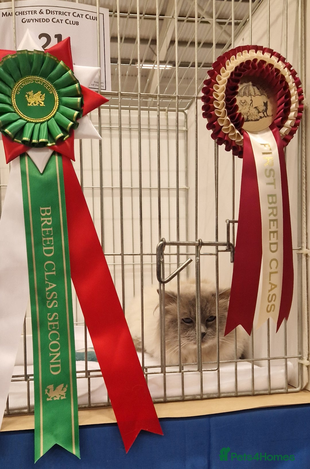 Ragdoll cats for stud: *STUD* GCCF & TICA REGISTERED ACTIVE BLUEPOINT BOY in Oldham - Image 4