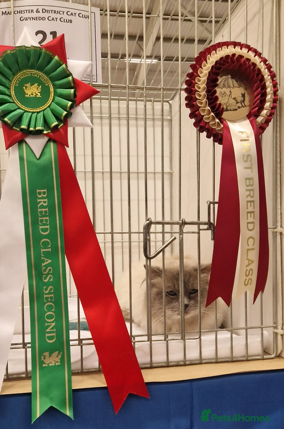 Ragdoll cats for stud: *STUD* GCCF & TICA REGISTERED ACTIVE BLUEPOINT BOY in Oldham - Advert 4