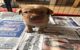 Labrador Retriever dogs for sale: Fox Red / yellow Labrador puppies for sale - Image 28