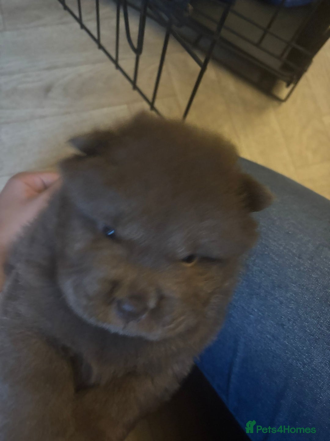 Chow Chow dogs for sale: Stunning Chow Chow Puppies Luxi Chow × Royal Chows - Advert 2