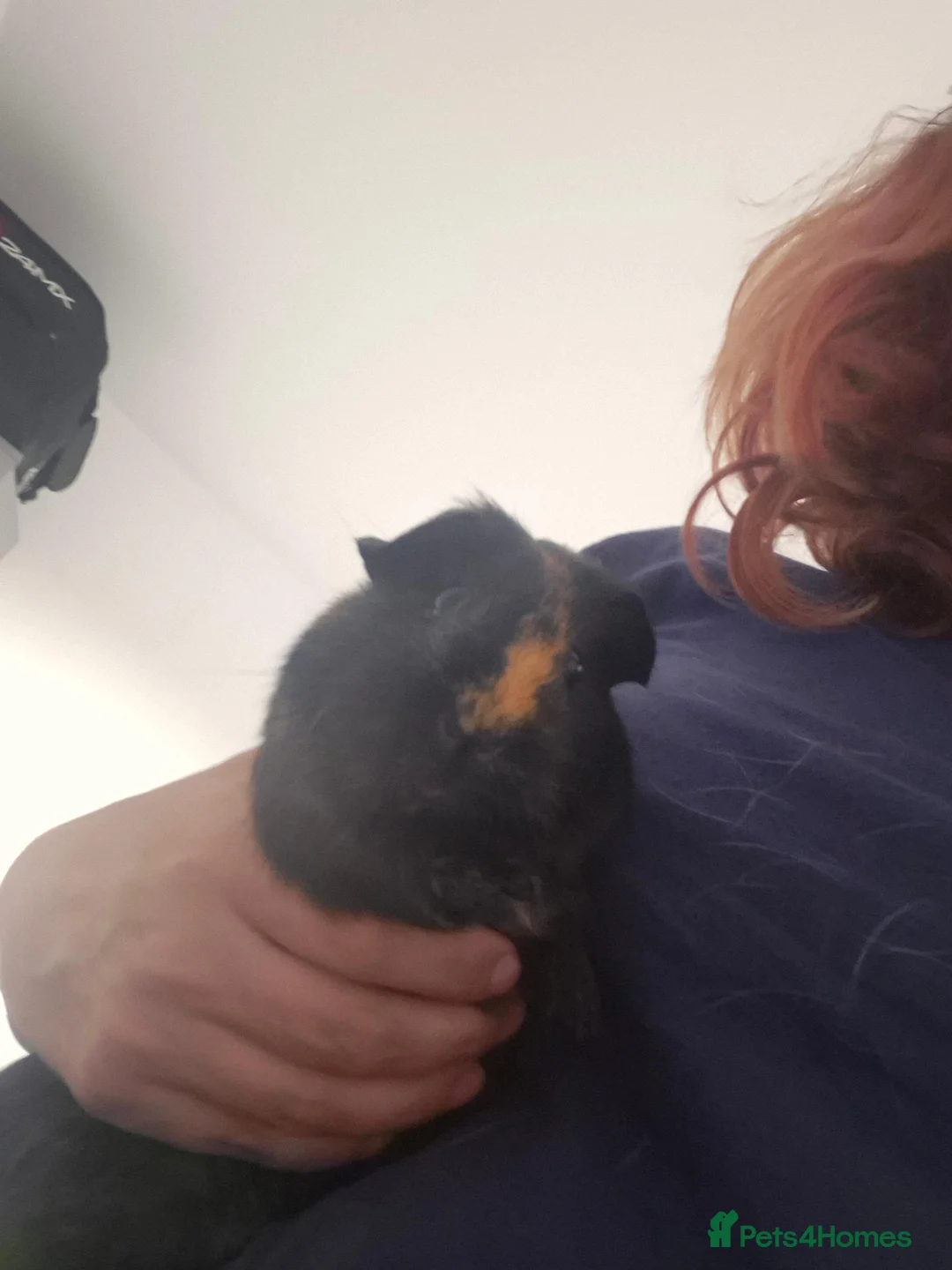 Guinea Pig rodents for sale: 2 female guinea pigs  in Colchester - Advert 2