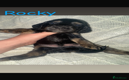 Cocker Spaniel dogs for sale: Beautiful cocker spaniels  - Image 9