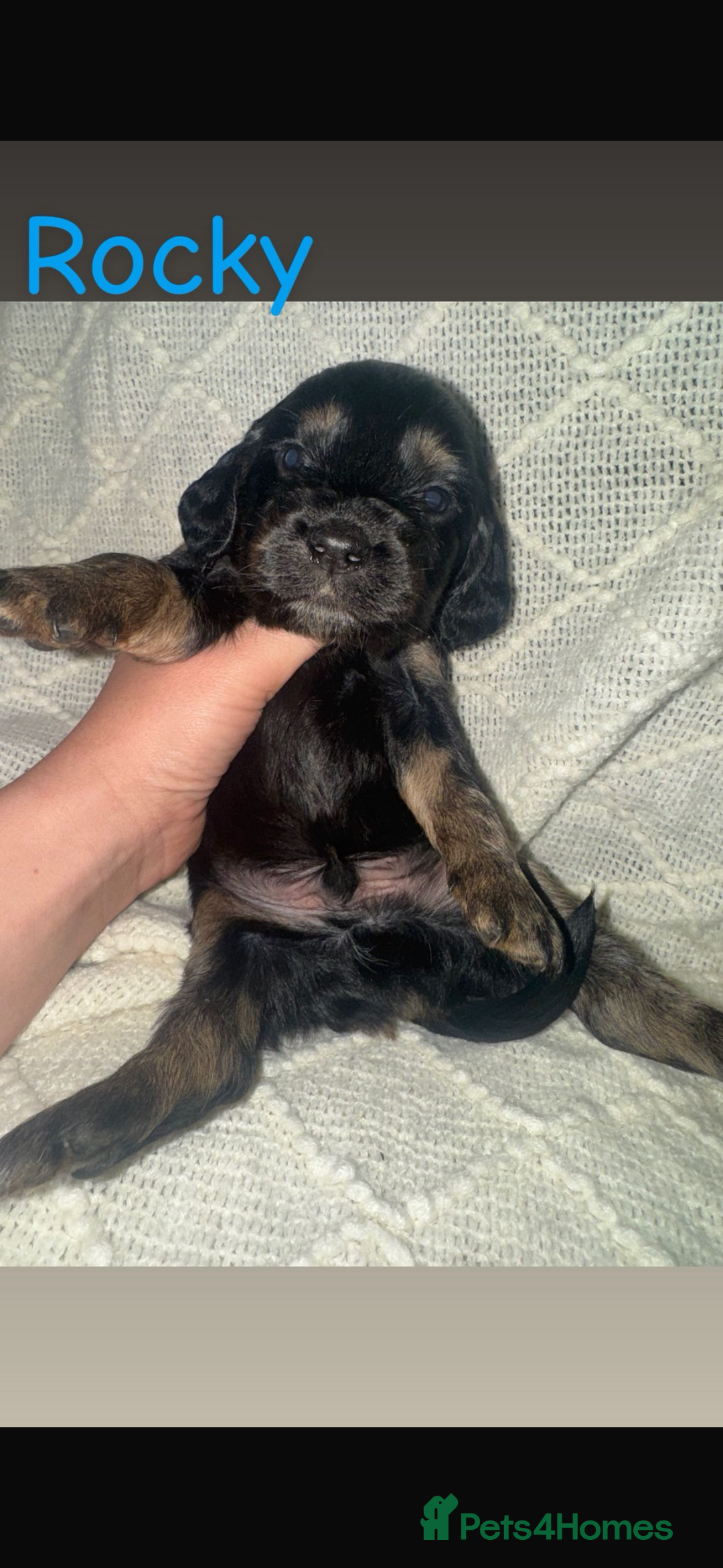 Cocker Spaniel dogs for sale: Beautiful cocker spaniels  - Image 9