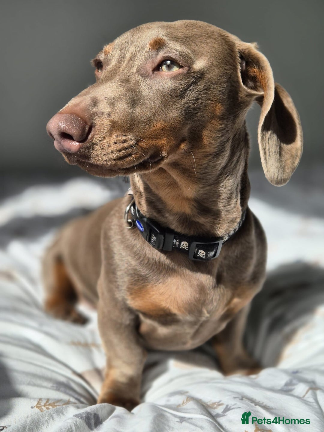 Miniature Dachshund dogs for sale: LOKI 2 YEAR OLD - Advert 3