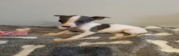 Whippet dogs for sale: Beautiful litter of pedigree whippets  - Advert 4