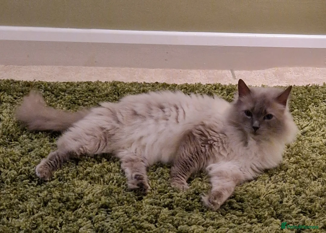 Ragdoll cats for sale: Stunning Ragdoll kittens (ready now) - Advert 12