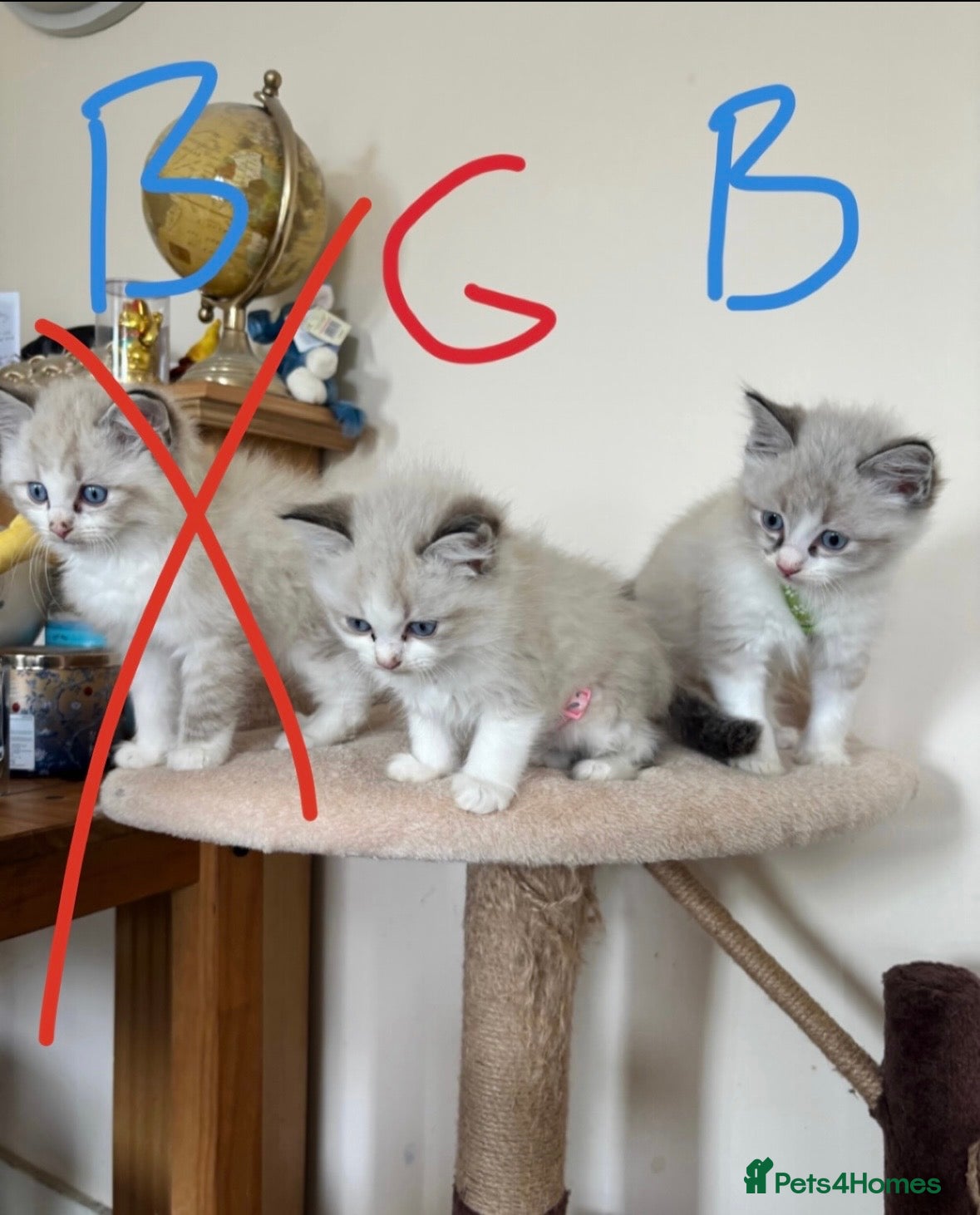 Ragdoll cats 1 Ragdoll boy and 1 girl left - Advert 18