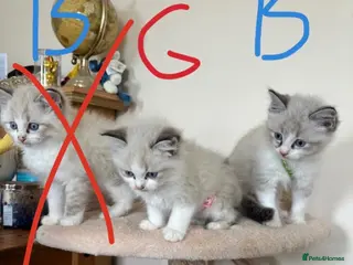 Ragdoll cats 1 Ragdoll boy and 1 girl left - Advert 18