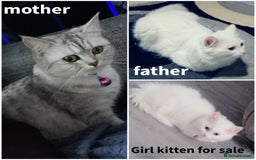British Shorthair cats for sale: Lovely skye - Image 2