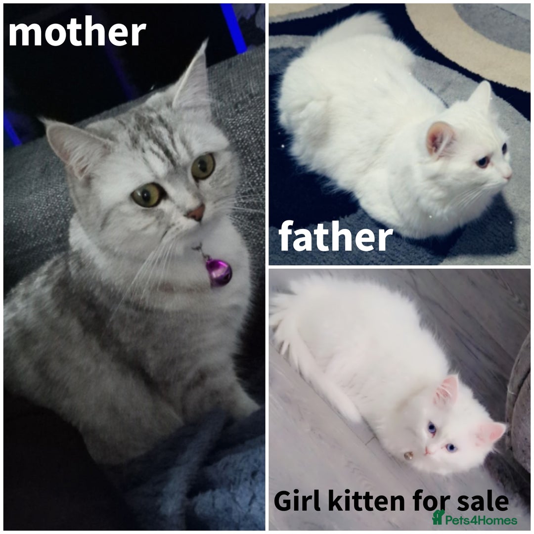 British Shorthair cats for sale: Lovely skye - Image 2