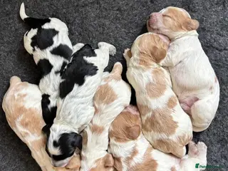 Cocker Spaniel dogs Show Cocker Spaniel Puppies 🐾 - Advert 5