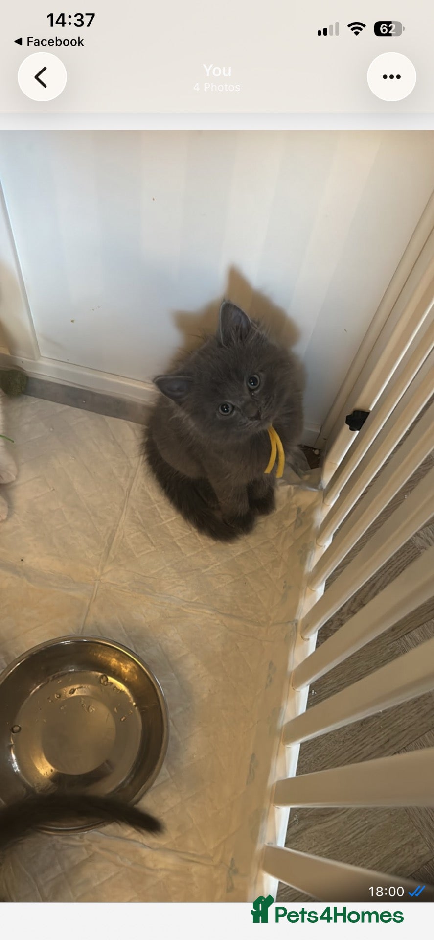 Ragdoll cats 1 girl left — Ragdoll x BSH kittens  - Advert 22