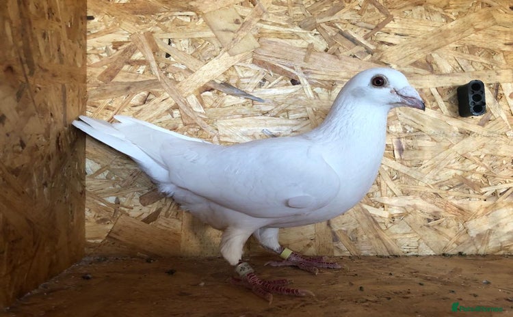 Pigeons birds - Advert 3