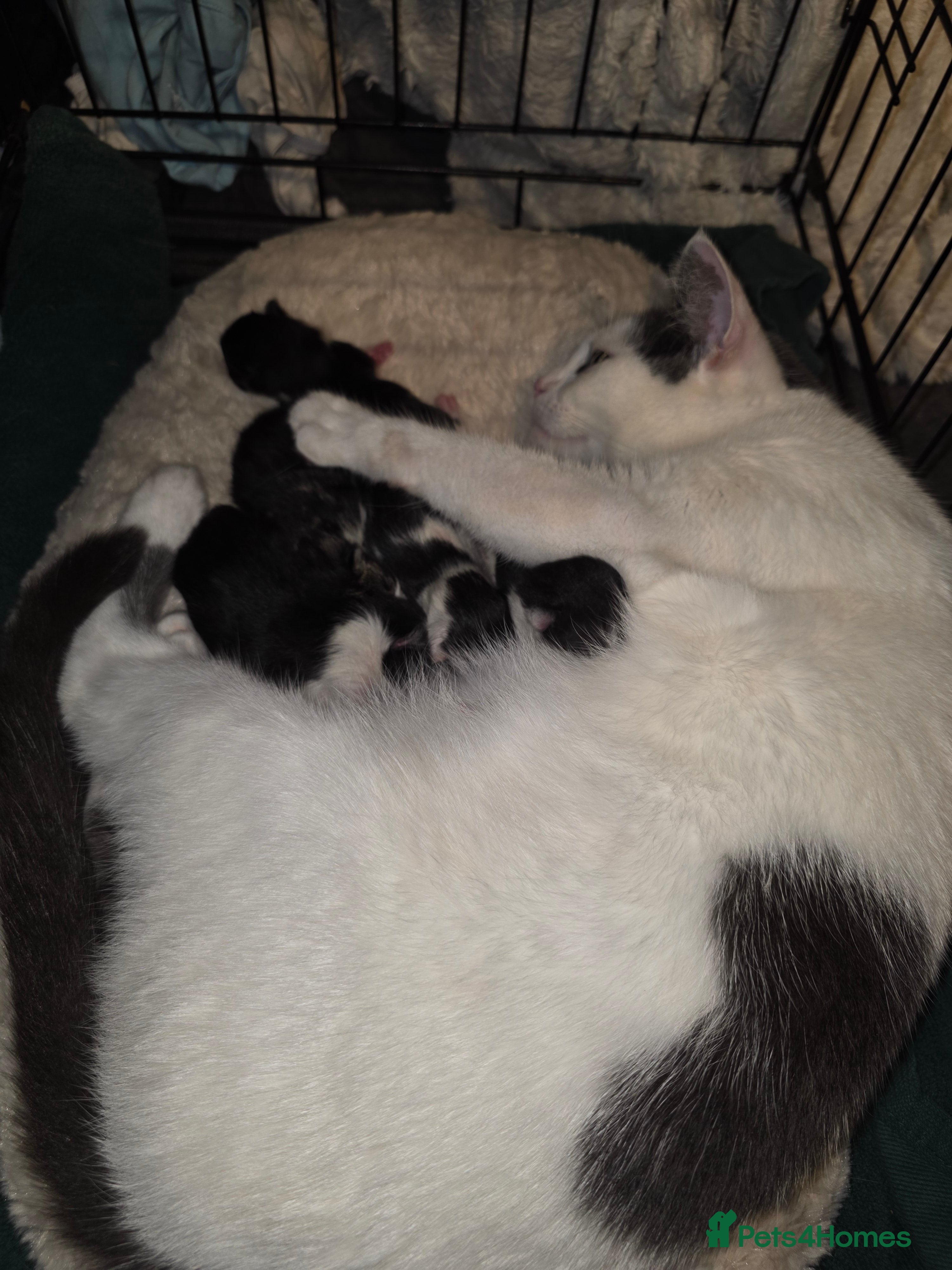 British Shorthair cats Beautiful kittens  - Advert 8