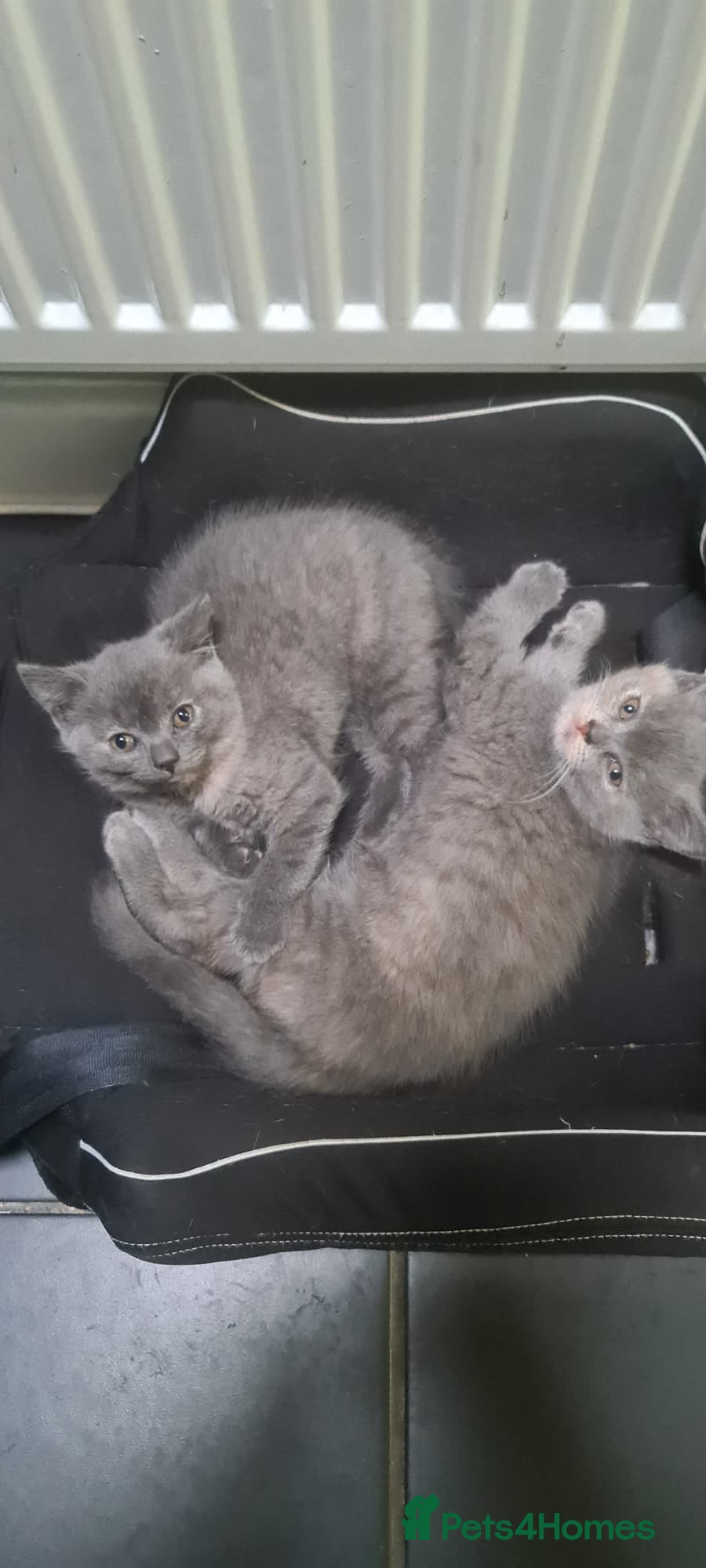 British Shorthair cats Kittens for Sale - Advert 1