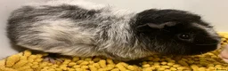 Guinea Pig rodents for sale: Teddy type boys/boars/males in Swindon - Advert 2