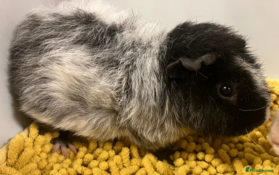 Guinea Pig rodents for sale: Teddy type boys/boars/males in Swindon - Advert 2