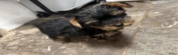 Yorkshire Terrier dogs for sale: Beautiful KC Registered Yorkshire Terriers in Manchester - Advert 6