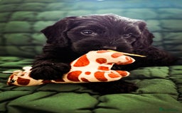 Cockapoo dogs for sale: Adorable Cockerpoo puppies  - Image 5