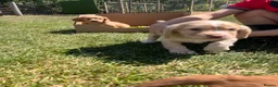 Cocker Spaniel dogs for sale: KC Registered Working Cocker Spaniel Puppies in Thetford - Advert 4