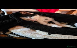 British Longhair cats for sale: Daisy is a 3 month old kitten - Advert 5