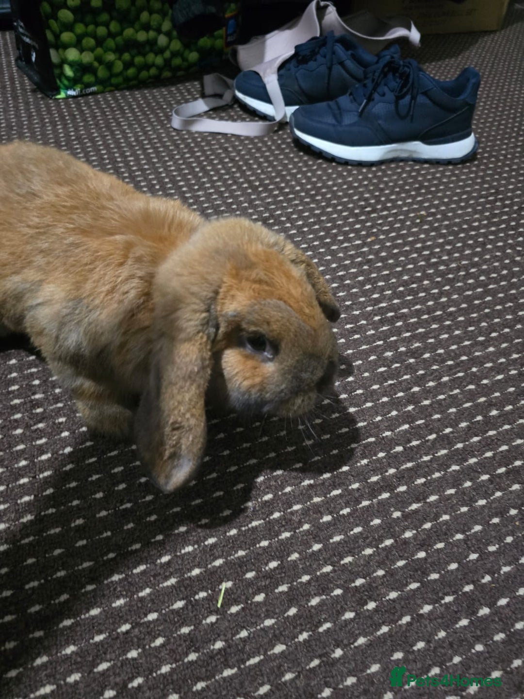 English Lop rabbits for sale: 2 male rabbits who are brothers - Advert 3