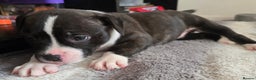 American Bull Staffy dogs for sale: Last one Girl Staffordshire waiting for new home - Advert 16