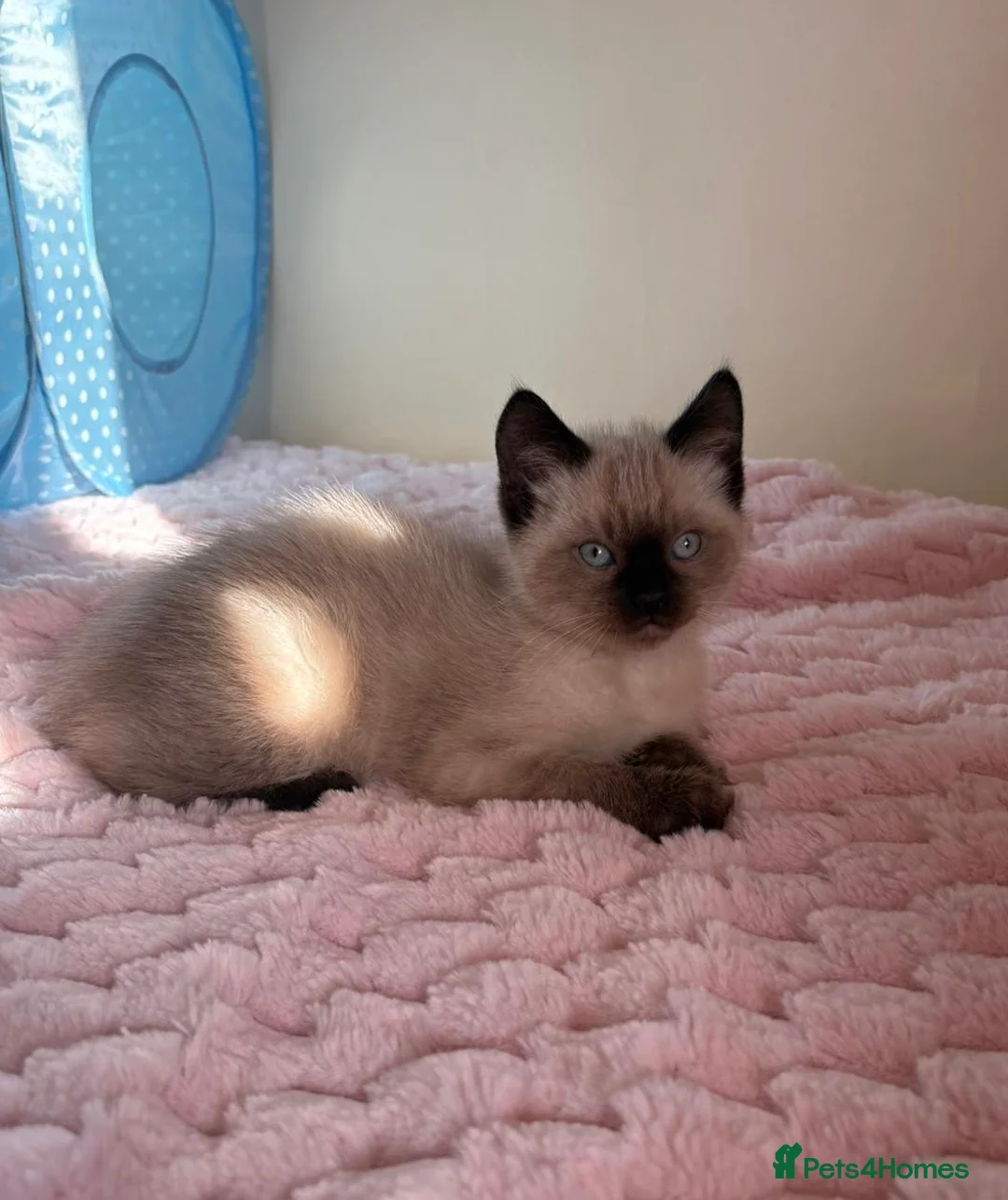 Ragdoll cats for sale: Female Ragdoll Cross Kitten  - Advert 1