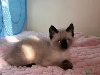 Ragdoll cats Female Ragdoll Cross Kitten - Advert 1