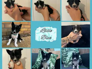 Border Collie dogs 1 little boy border collie left ready to leave - Advert 2