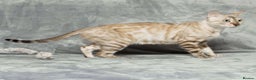 Bengal cats for sale: Exceptional Seal Sepia Bengal Queen  - Advert 21