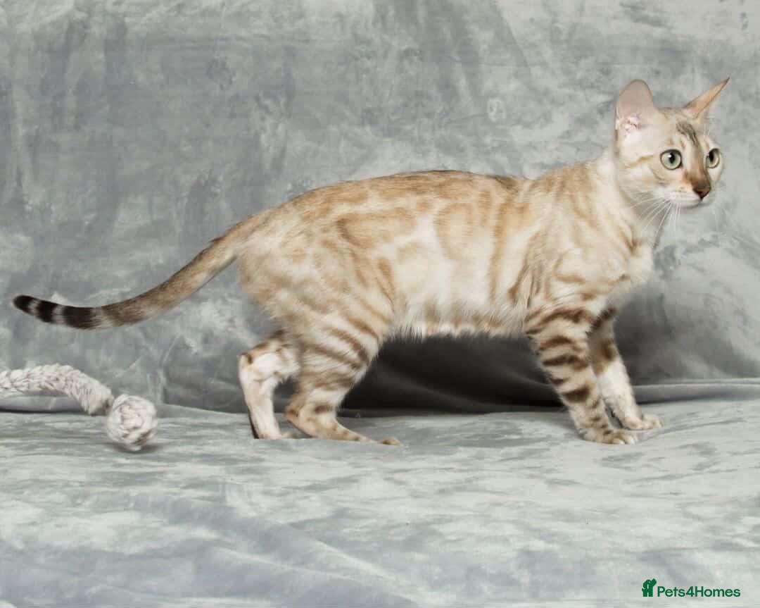 Bengal cats for sale: Exceptional Seal Sepia Bengal Queen  - Advert 21