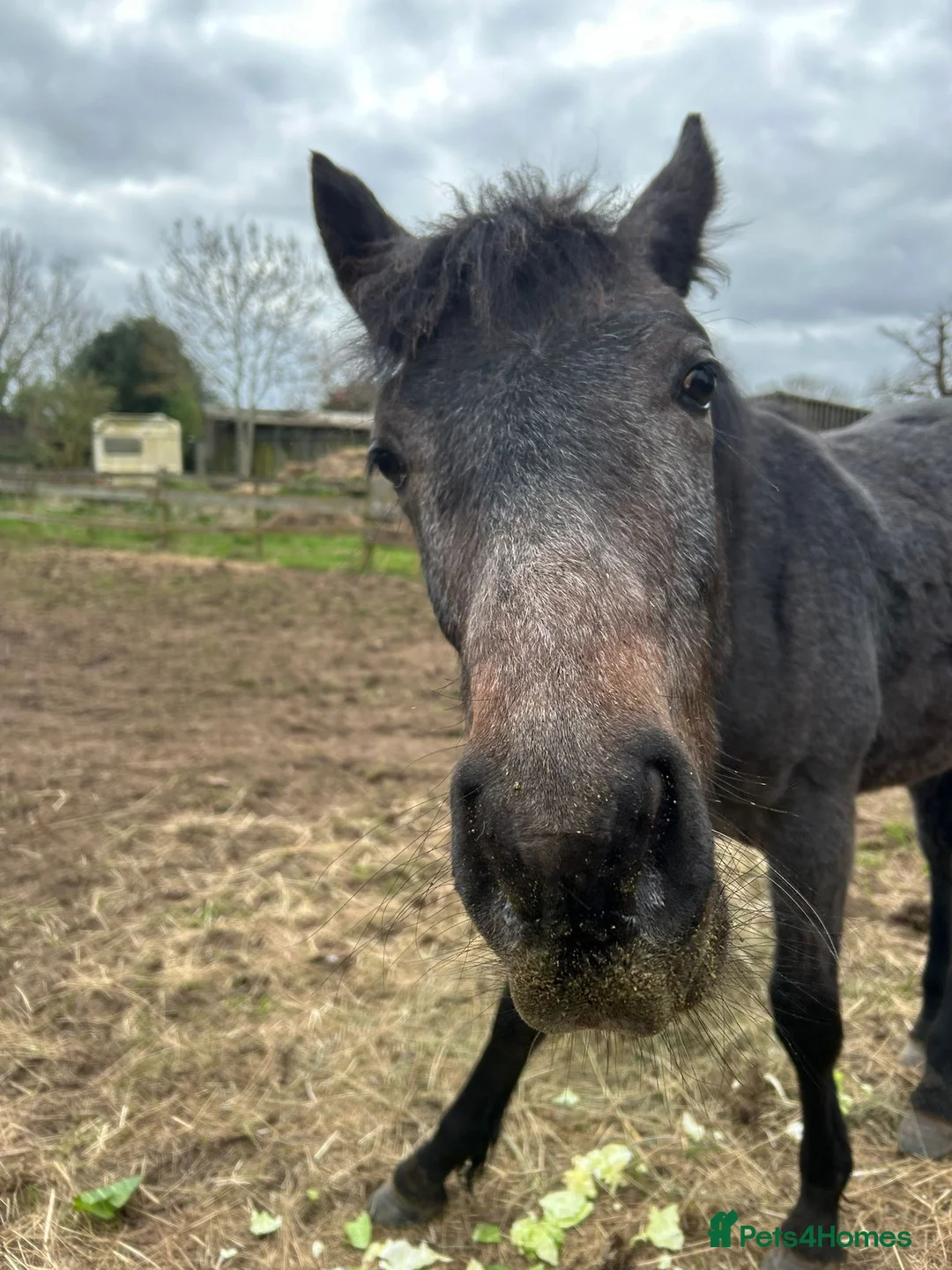 Connemara horses for sale: Class 1 Connemara Filly - Advert 5
