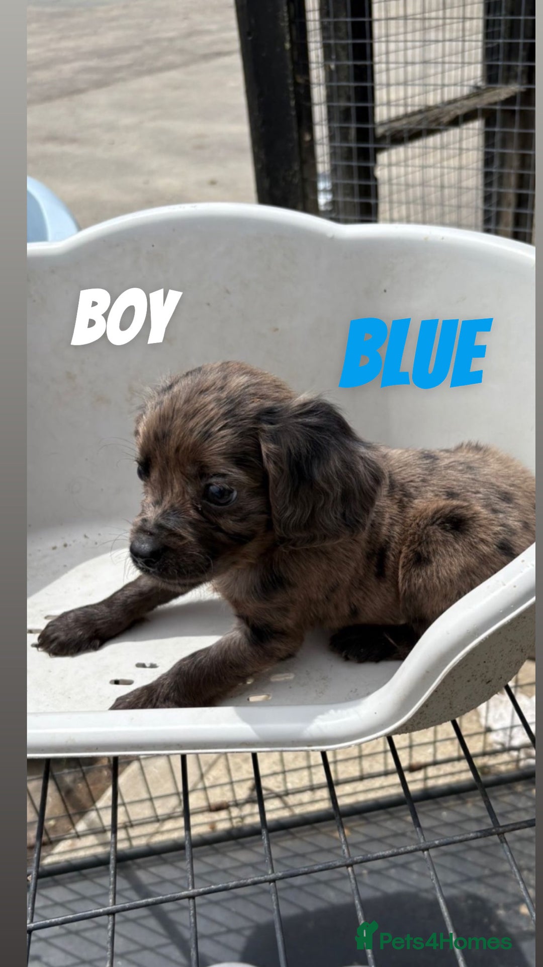 Cocker Spaniel dogs for sale: Cocker spaniel puppies  - Image 5