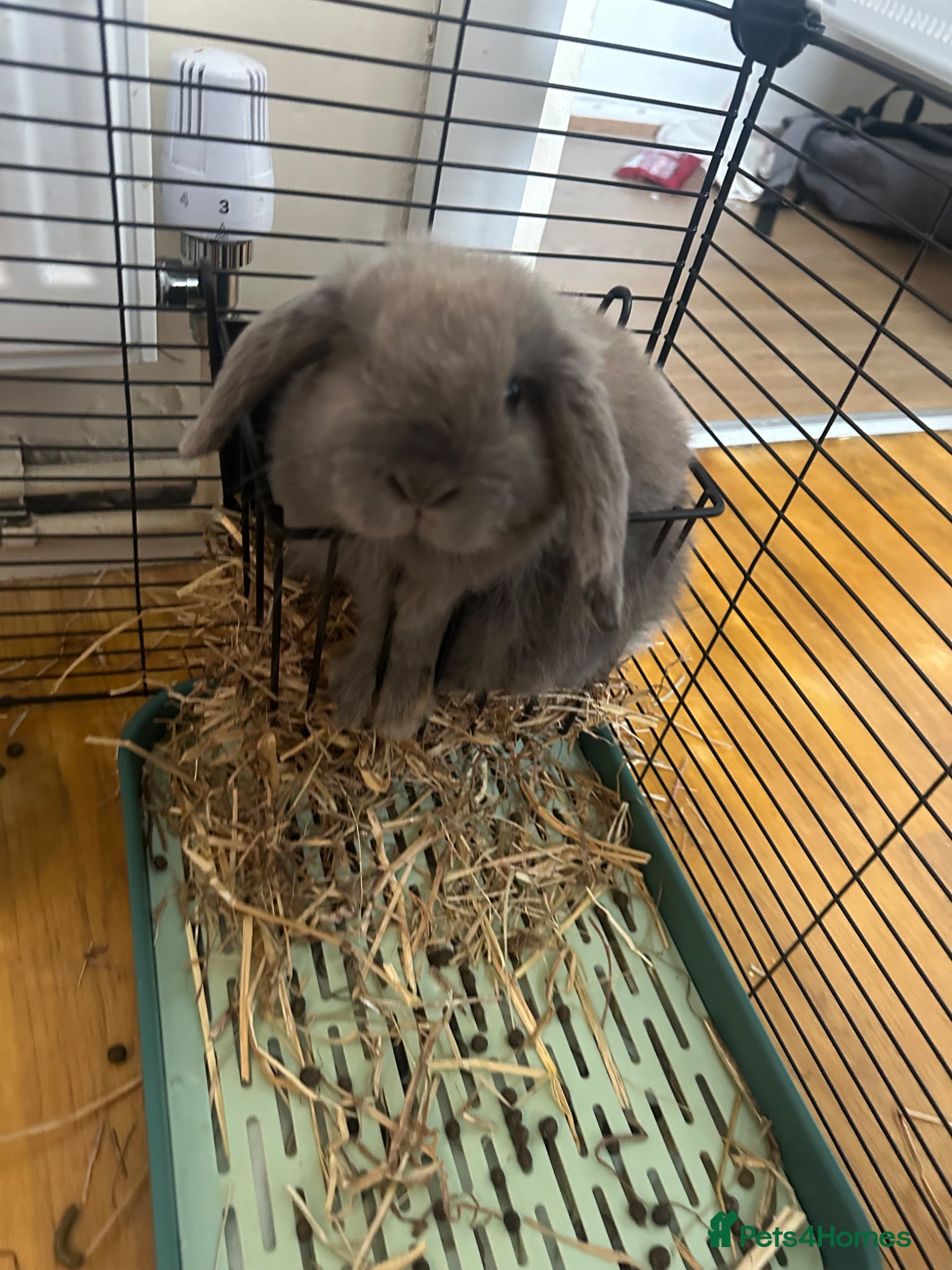 Mini Lop rabbits Mini lop - Advert 2